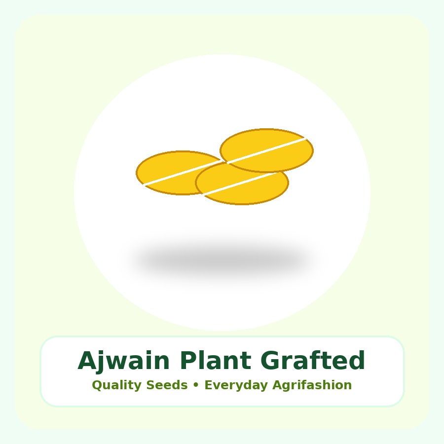 Ajwain Plant Grafted Plant