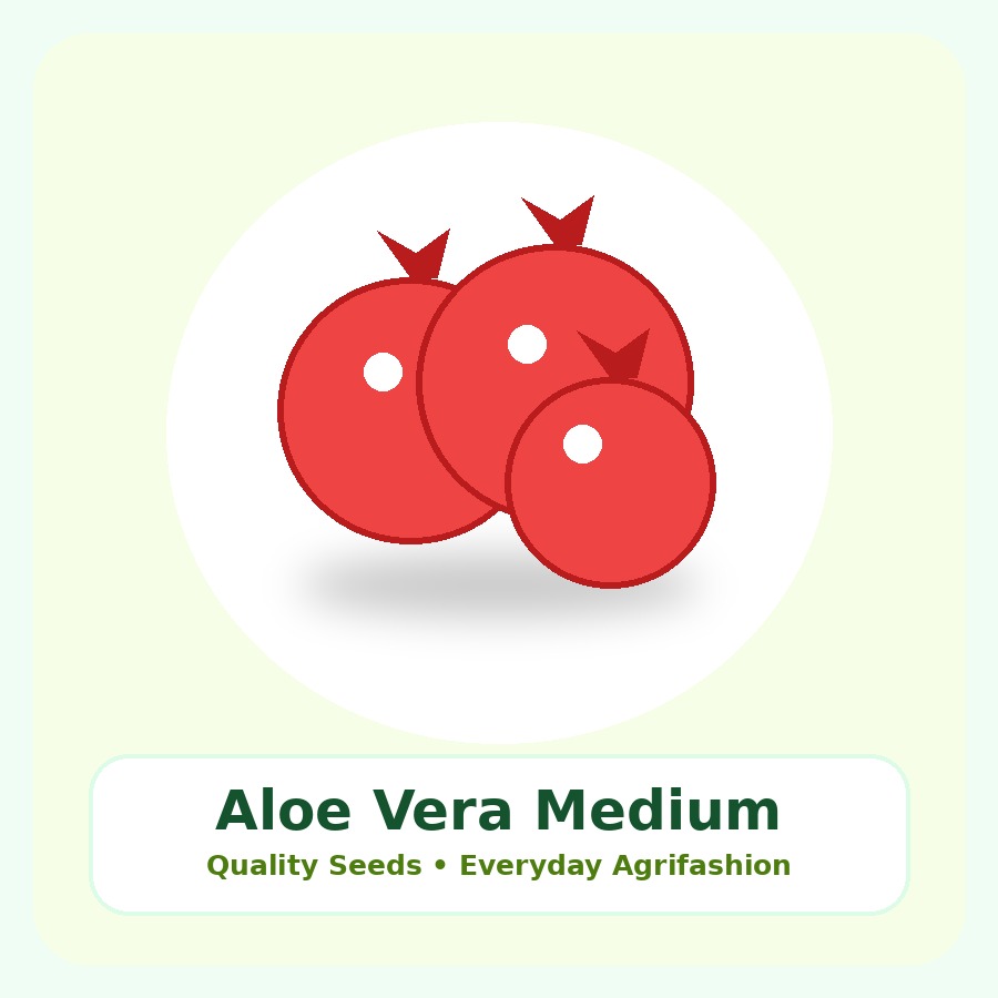 Aloe Vera Medium Plant