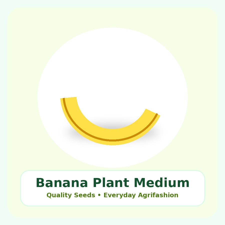 Banana Plant Medium Plant