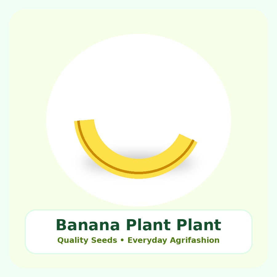 Banana Plant Premium Plant