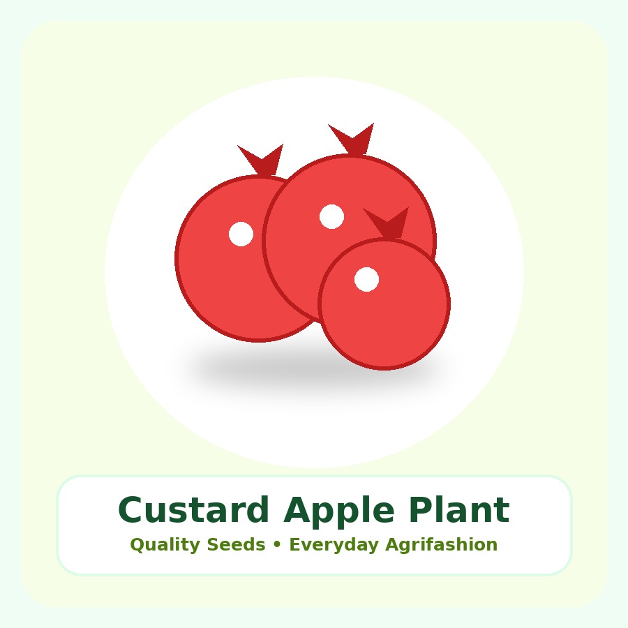 Custard Apple Plant Medium Plant