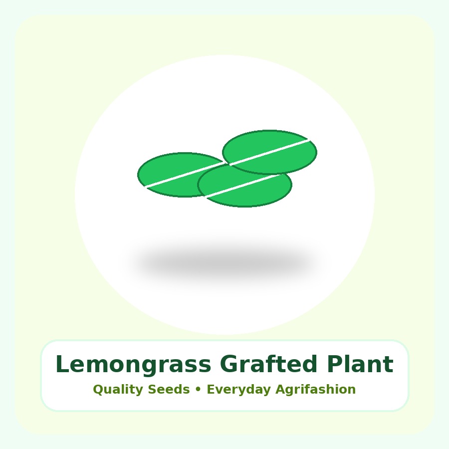 Lemongrass Grafted Plant
