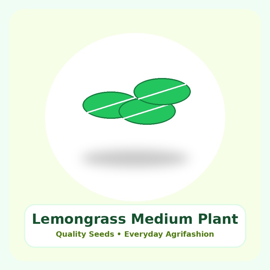 Lemongrass Medium Plant