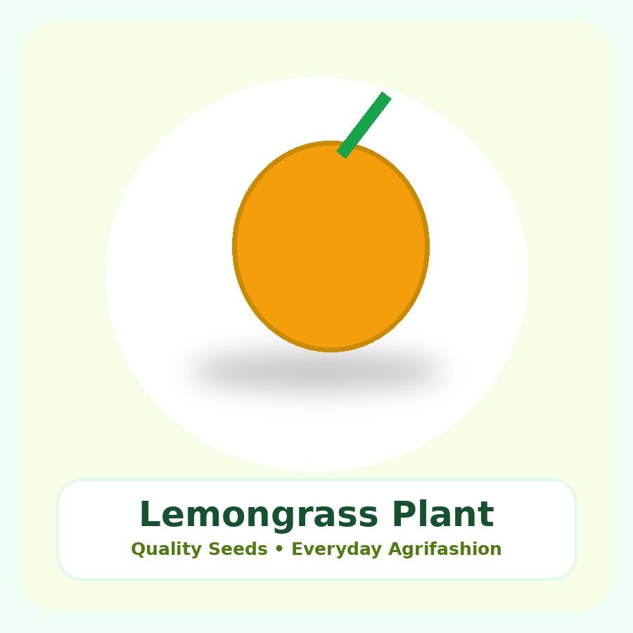 Lemongrass Premium Plant
