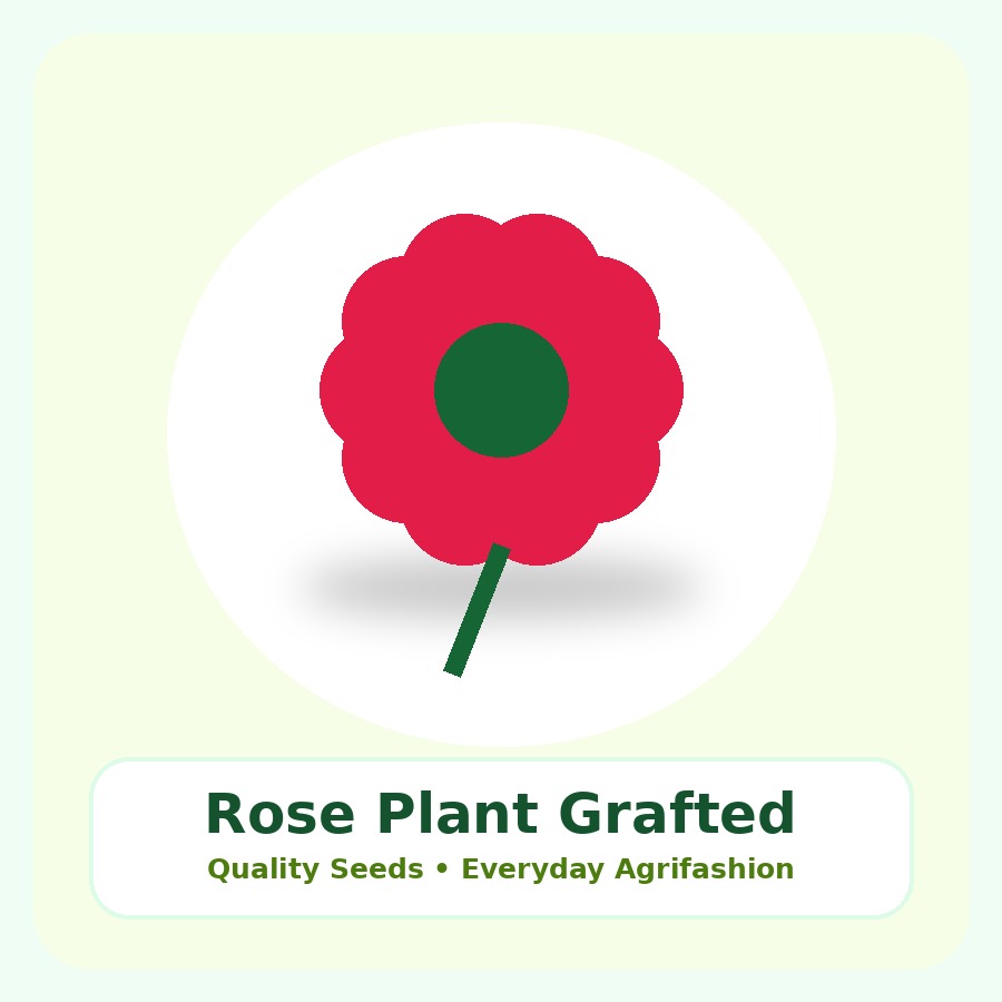Rose Plant Grafted Plant