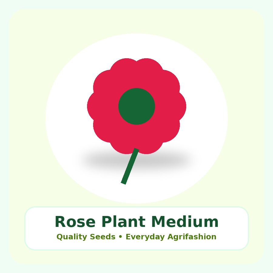 Rose Plant Medium Plant