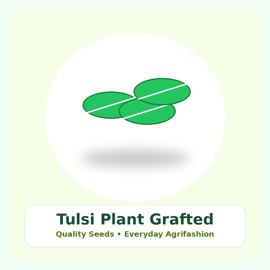 Tulsi Plant Grafted Plant